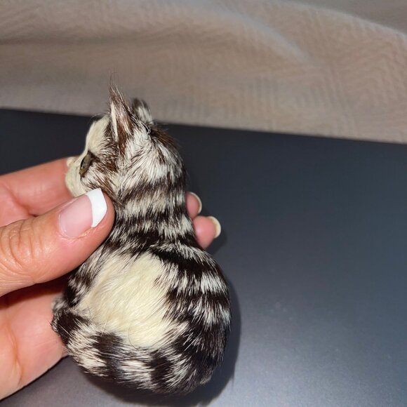 Vintage Real Fur White Kitty Cat Kitten Collectible Decor - Picture 3 of 8